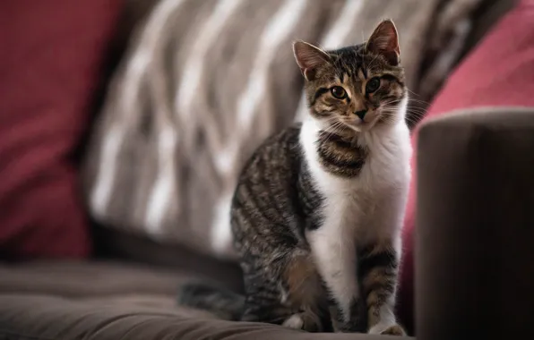 Cat, cat, look, pose, face