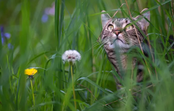Picture cat, grass, muzzle, dandelions