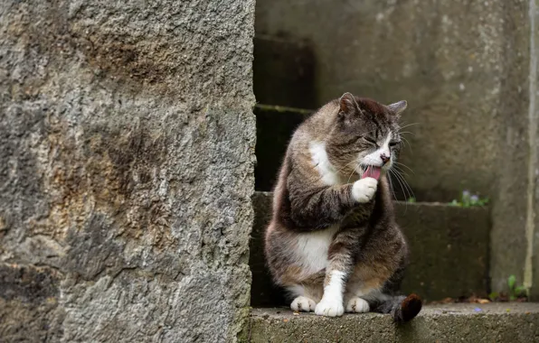 Cat, cat, look, nature, pose, face