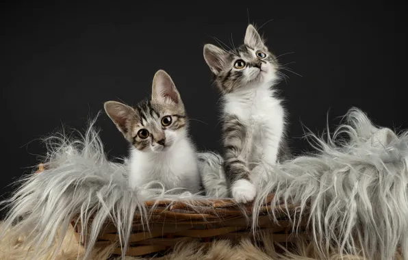 Cats, the dark background, kittens, fur, kids, grey, a couple, basket