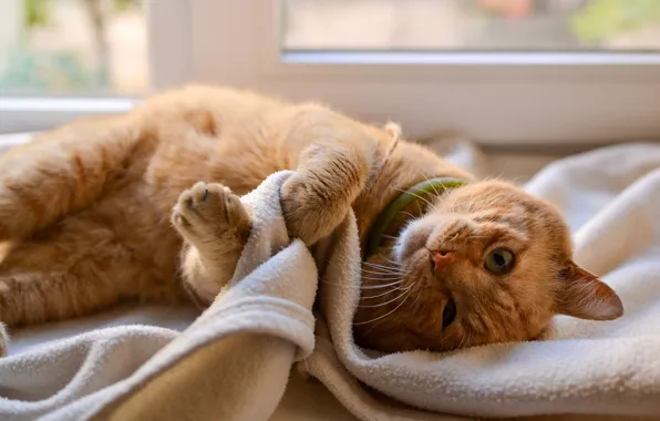 Cat, cat, look, pose, legs, window, red, lies