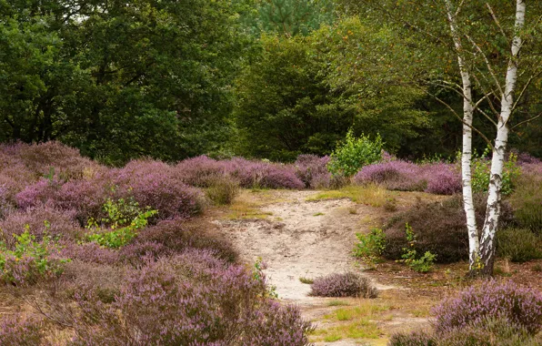 Greens, forest, summer, trees, flowers, thickets, glade, foliage