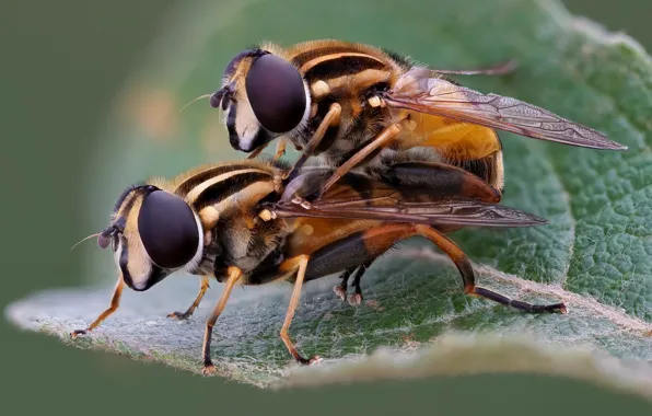 Picture insects, pair, hoverflies