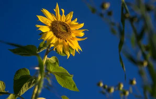 Field, flower, the sky, leaves, sunflower, petals