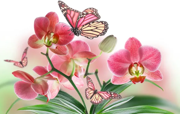 Flower, nature, butterfly, petals, Orchid