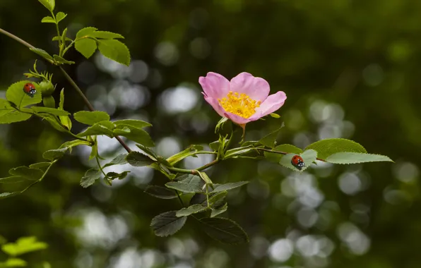 Picture flower, leaves, insects, nature, branch, briar, bugs, ladybugs