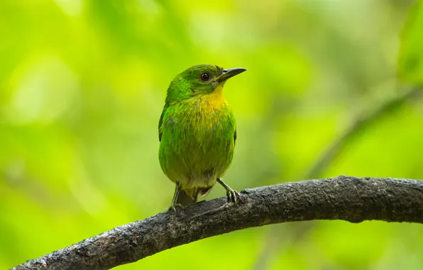 Microsemi, bird, branch, beautiful, bright color