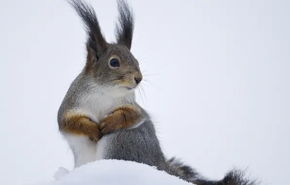 Rabbit, snow, fear