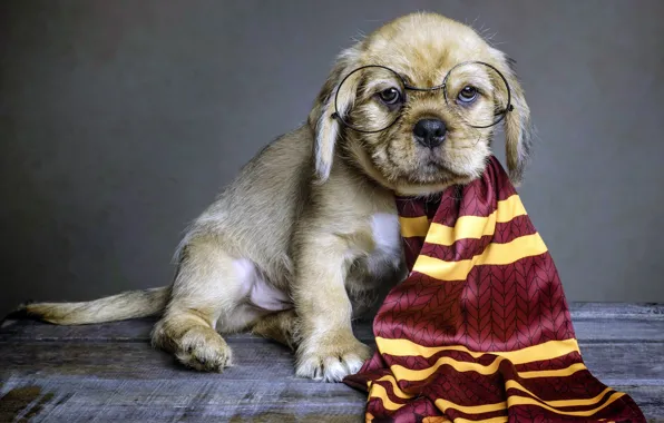 Picture dog, scarf, glasses, puppy