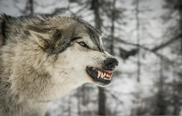 Face, anger, wolf, predator, rage, fangs, grin, profile
