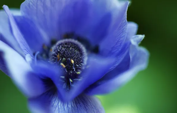Flower, macro, blue, petals, anemone, anemone