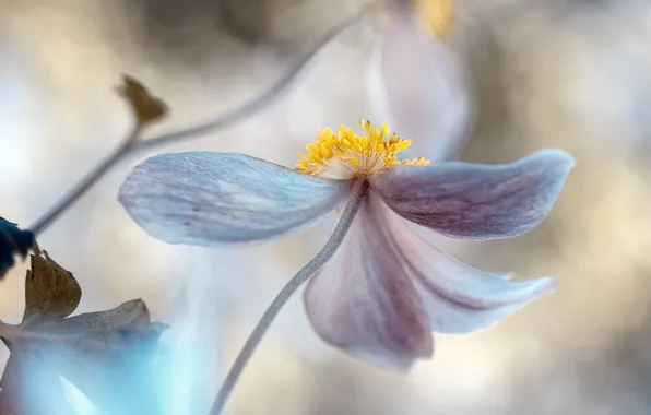 Flower, macro, nature