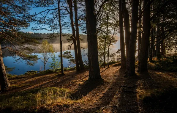 Forest, trees, river, England, Scotland, Scotland, England, Kinrara