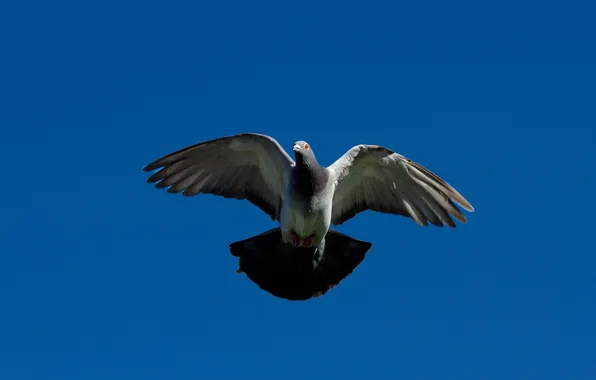 The sky, bird, dove