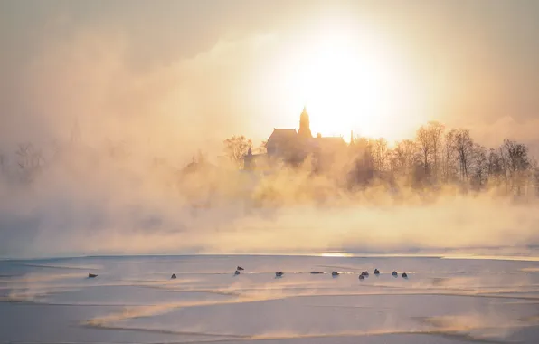 Picture winter, fog, river, duck, morning