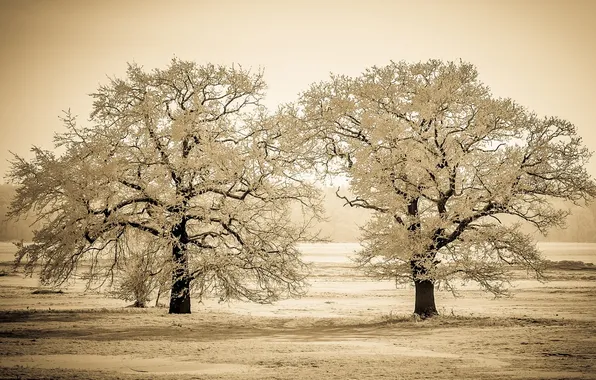 Winter, snow, trees, river, photo