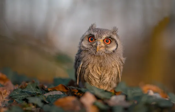 Leaves, background, owl, bird, bokeh, White-faced scoop
