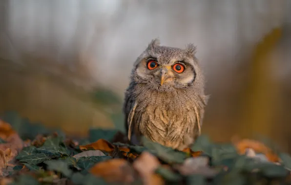 Picture leaves, background, owl, bird, bokeh, White-faced scoop