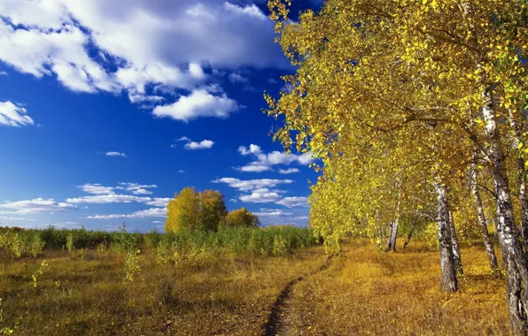 Picture forest, the sky, grass, birch