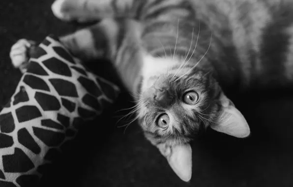 Cat, look, pose, the dark background, kitty, legs, lies, pillow