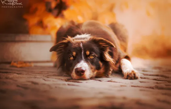 Lies, Border collie, KristynaKvapilova