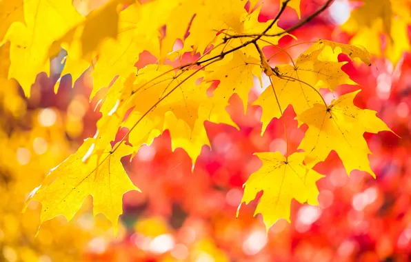 Autumn, leaves, light, paint, maple