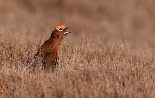 Field, grass, the sun, nature, bird, bokeh, England, partridge