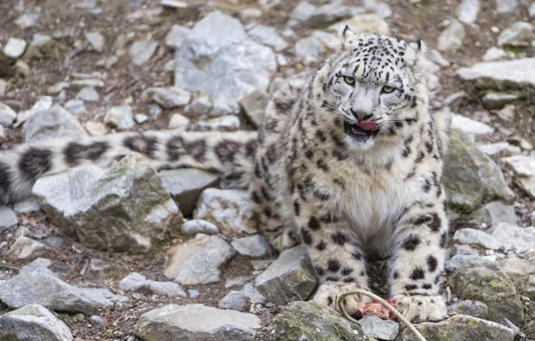 Language, cat, stones, IRBIS, snow leopard, ©Tambako The Jaguar