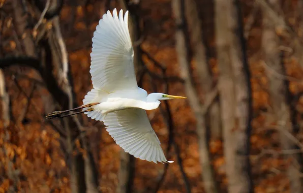 Autumn, forest, light, trees, flight, branches, bird, white