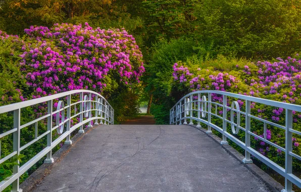 Road, flowers, bridge, Park, spring, garden, railings, flowering