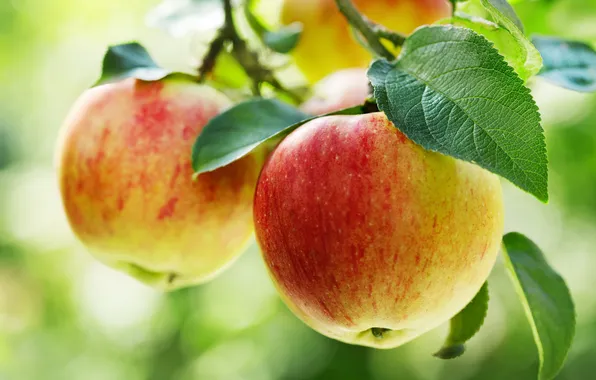 Picture apple, fresh, food, background, autumn, branch, fall, diet