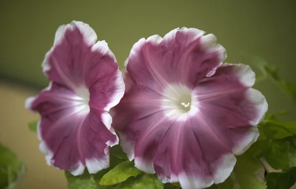 Picture flowers, cherry-white, Petunia