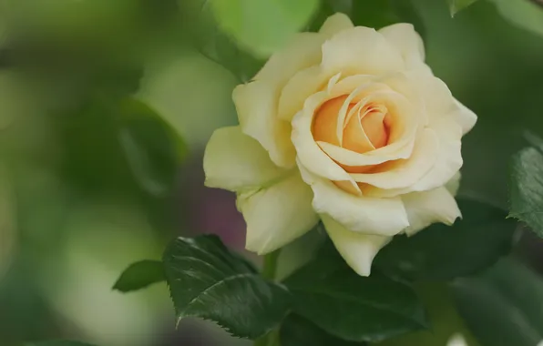 Macro, roses, petals, buds