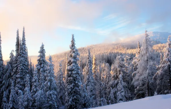 Picture winter, forest, snow