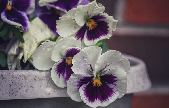 Wallpaper flowers, macro, petals, Pansy, drops