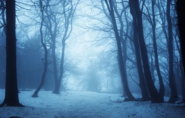 Winter, snow, trees, twilight