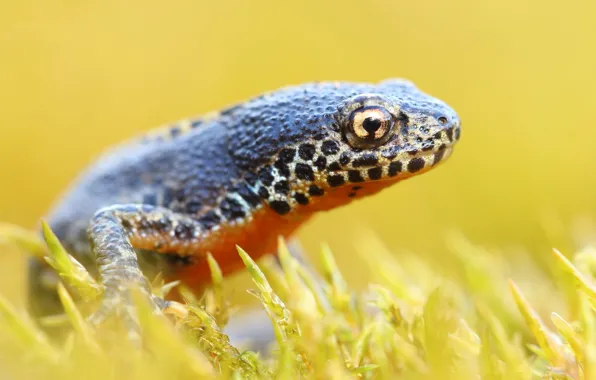 Picture look, moss, lizard, yellow background