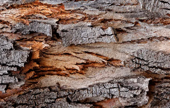 Picture background, tree, texture, bark