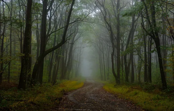 Picture road, forest, fog