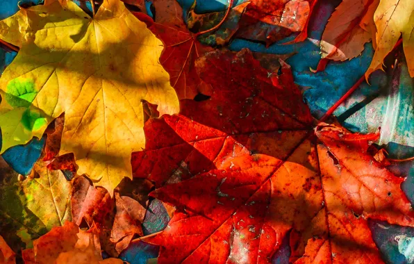 Leaves, fallen, maple, autumn