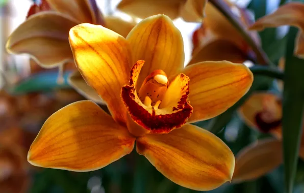 Flower, nature, beauty, Orchid, beautiful flower