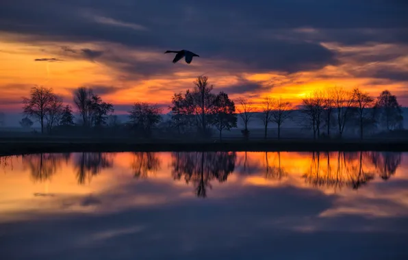 Picture clouds, trees, lake, bird, silhouette, glow