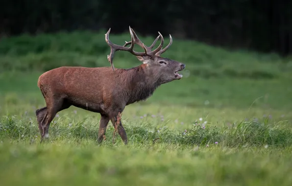 Picture grass, nature, animal, deer, profile