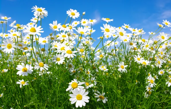 Picture Flowers, Chamomile, A lot, Closeup