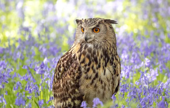 Look, flowers, nature, owl, bird, glade, bells, bokeh