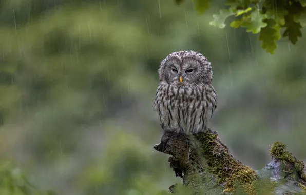 Look, leaves, drops, branches, nature, background, rain, owl