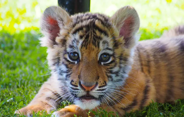 Look, tiger, glade, portrait, baby, cute, face, tiger