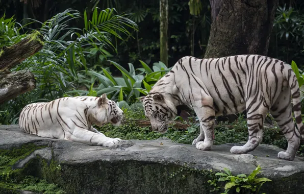 Pair, white, tigers, two tigers
