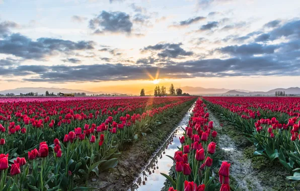 Field, the sky, water, the sun, clouds, flowers, hills, spring