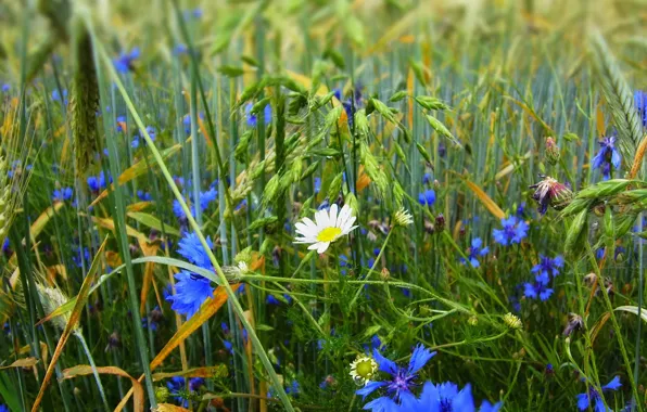 Field, grass, flowers, Daisy, meadow